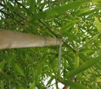 illustration secondaire de Bambous