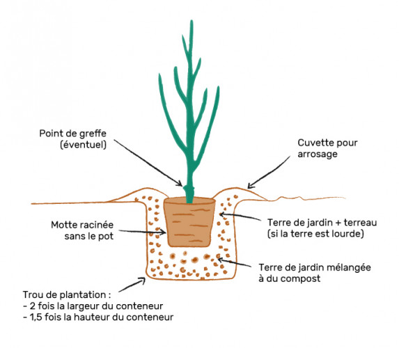 Planter un arbuste en conteneur : réussir la plantation