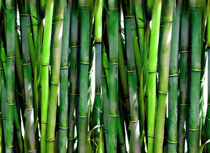 bamboo-20936_1920