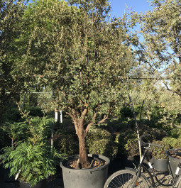 Quercus ilex 'Rotundifolia' (69)