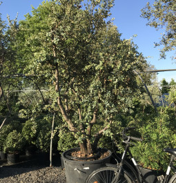 Quercus ilex 'Rotundifolia' cépée (70)