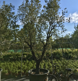 Quercus ilex 'Rotundifolia' T60/70 (74)