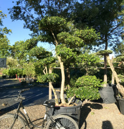 Phillyrea angustifolia bonsai (100)